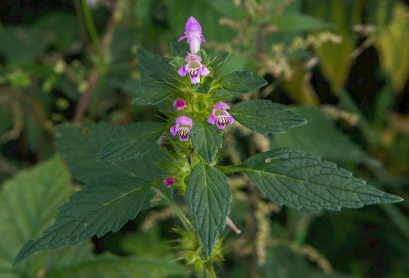 Galeopsis tetrahit - © Charles Hipkin