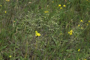 Trisetum flavescens Yellow Oat-grass