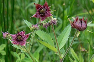 Comarum palustre Marsh Cinquefoil