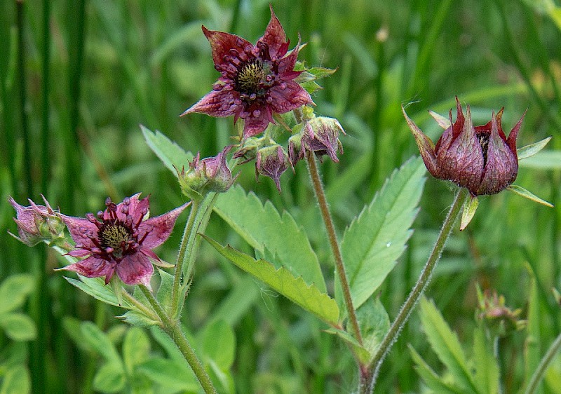 Comarum palustre - © Charles Hipkin