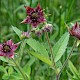 Comarum palustre