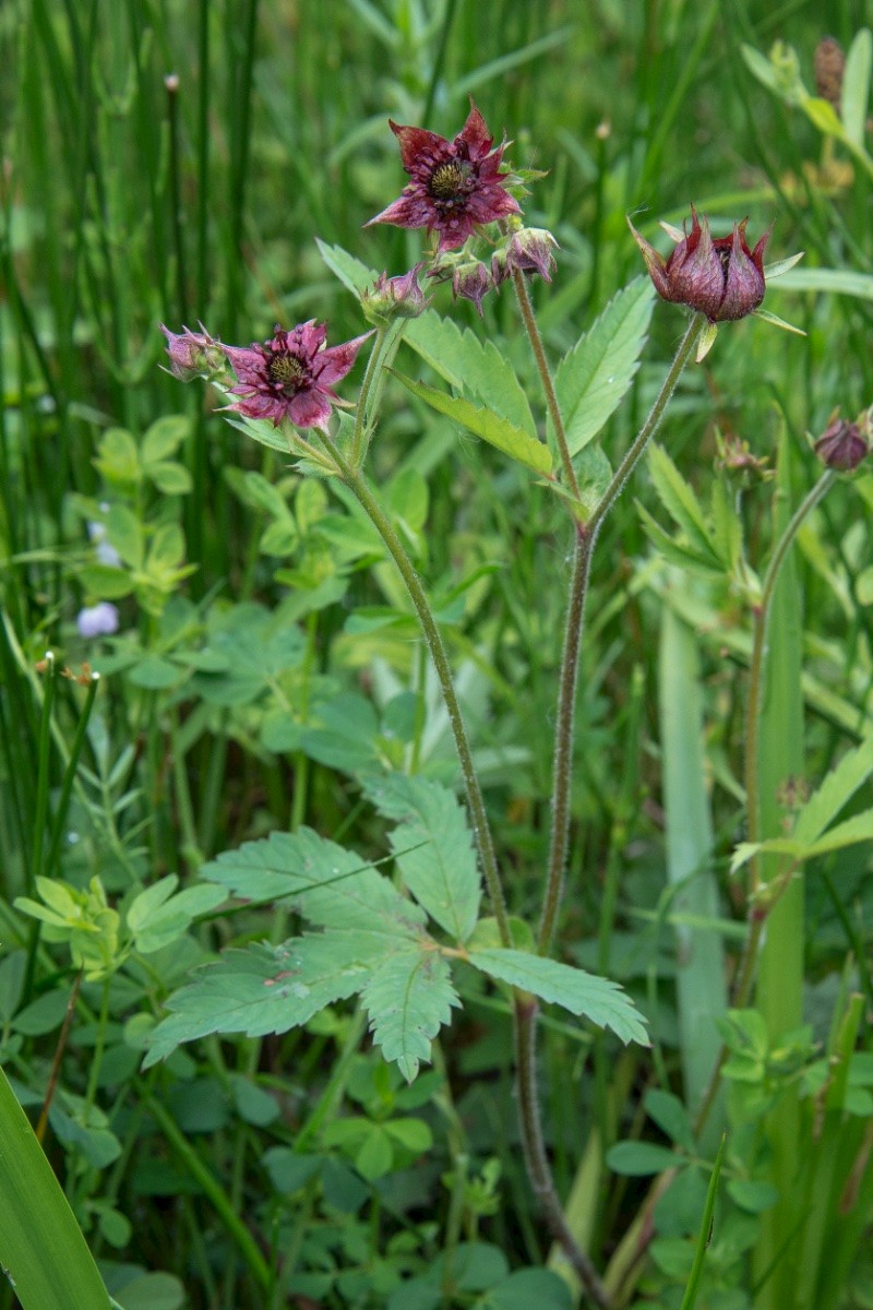 Comarum palustre - © Charles Hipkin