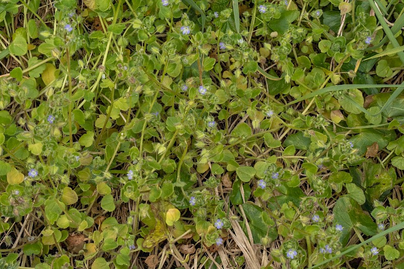 Veronica hederifolia - © Charles Hipkin