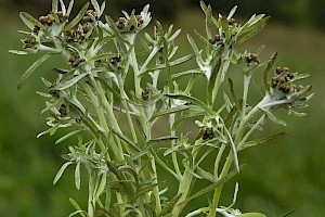 Gnaphalium uliginosum Marsh Cudweed