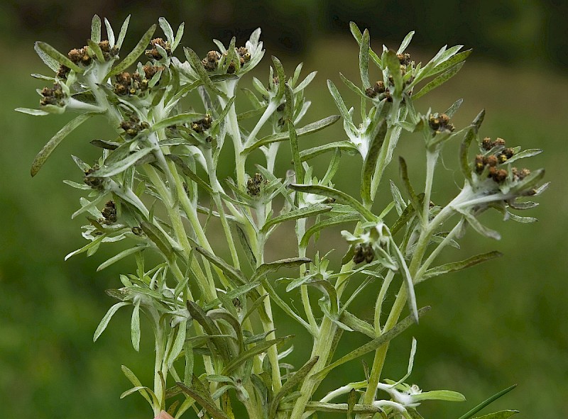 Gnaphalium uliginosum - © Charles Hipkin