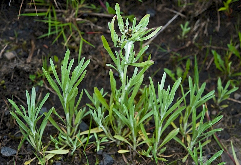 Gnaphalium uliginosum - © Charles Hipkin