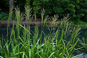 Glyceria maxima Reed Sweet-grass