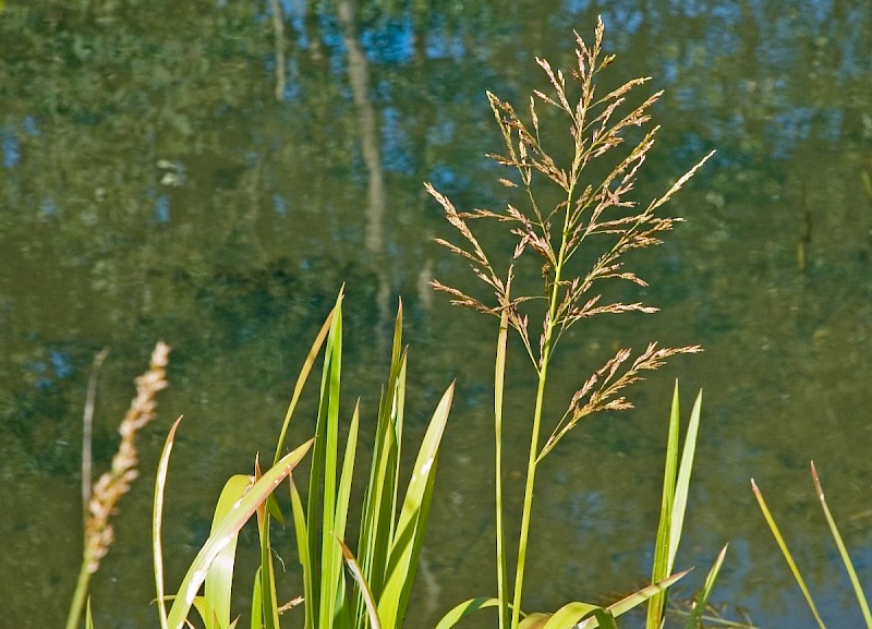 Glyceria maxima - © Charles Hipkin