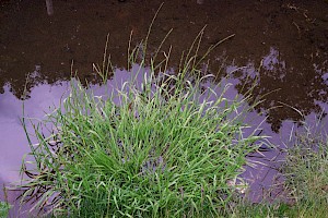 Glyceria fluitans Floating Sweet-grass