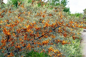 Hippophae rhamnoides Sea-buckthorn