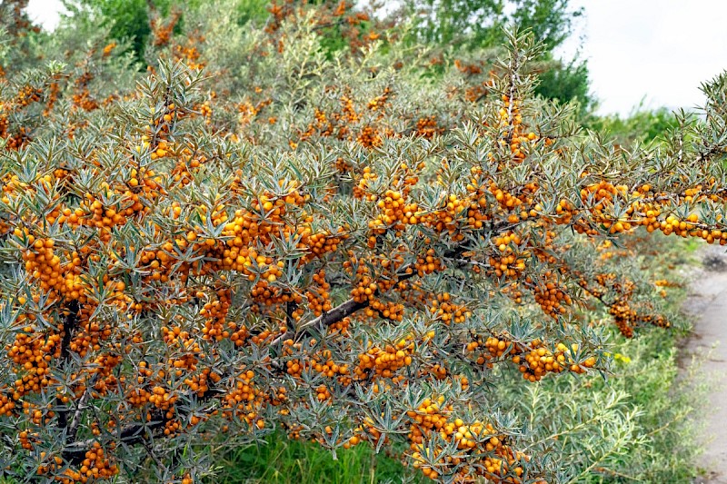 Hippophae rhamnoides - © Charles Hipkin