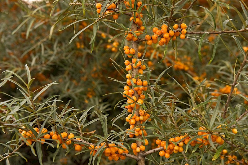 Hippophae rhamnoides - © Charles Hipkin