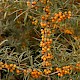 Hippophae rhamnoides