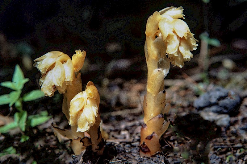 Hypopitys monotropa - © Charles Hipkin