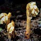 Hypopitys monotropa