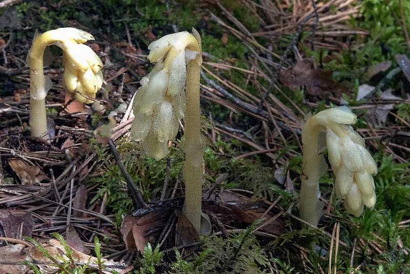 Hypopitys monotropa - © Charles Hipkin