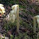 Hypopitys monotropa