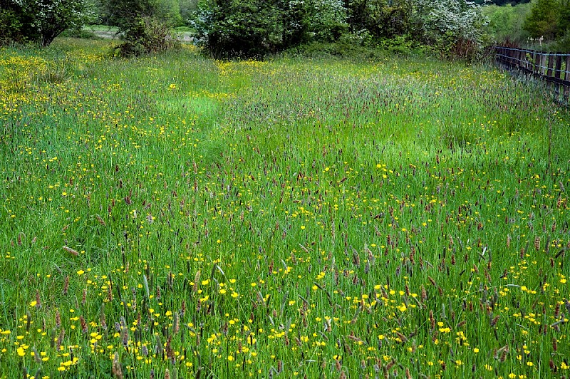 Semi-improved Mesotropic Grassland, Roadside Verges and Roundabouts - © Charles Hipkin