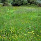 Semi-improved Mesotropic Grassland, Roadside Verges and Roundabouts