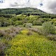 Semi-improved Mesotropic Grassland, Roadside Verges and Roundabouts