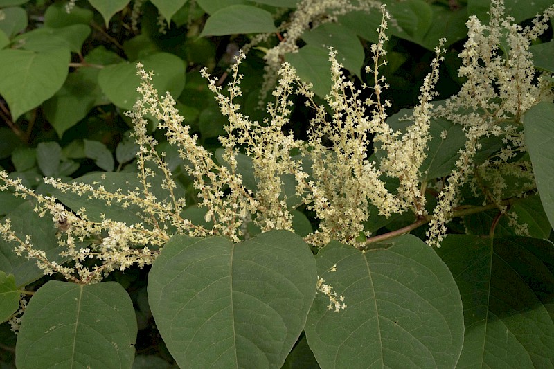 Fallopia japonica - © Charles Hipkin