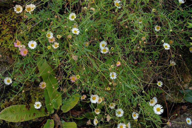 Erigeron karvinskianus - © Charles Hipkin