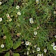 Erigeron karvinskianus