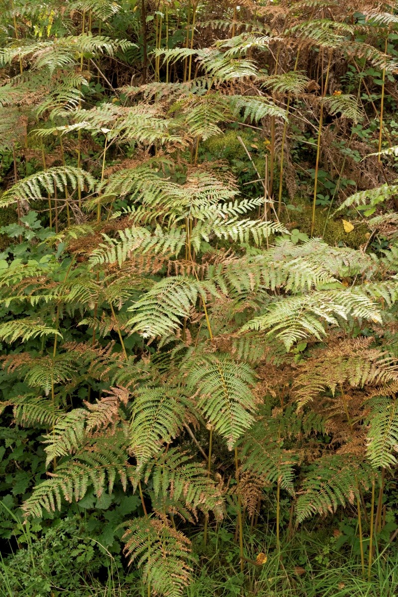 Pteridium aquilinum - © Charles Hipkin