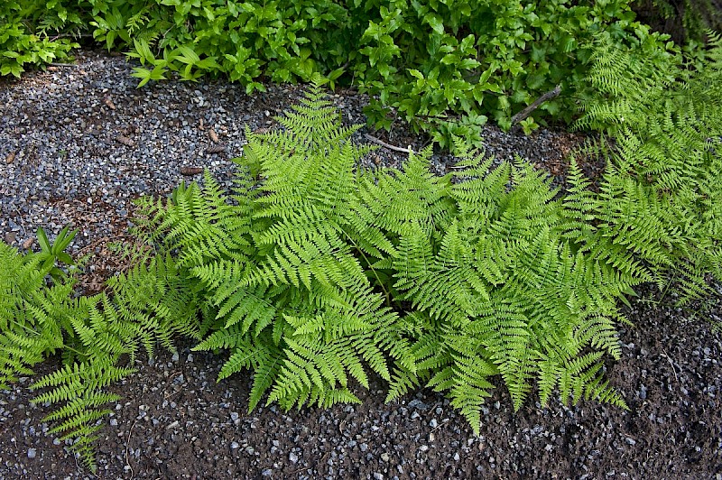 Pteridium aquilinum - © Charles Hipkin