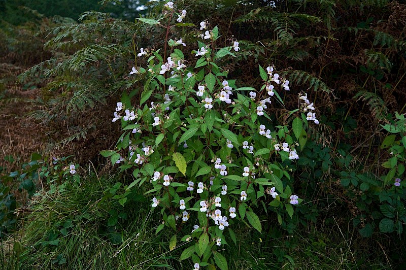 Impatiens glandulifera - © Charles Hipkin