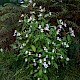 Impatiens glandulifera