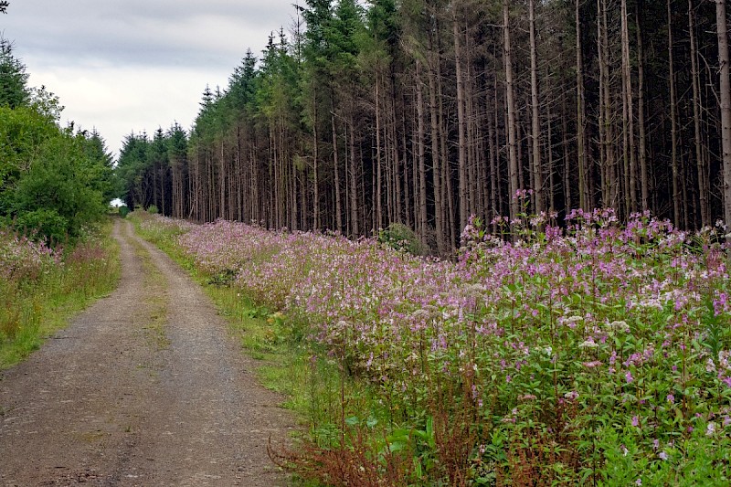 Impatiens glandulifera