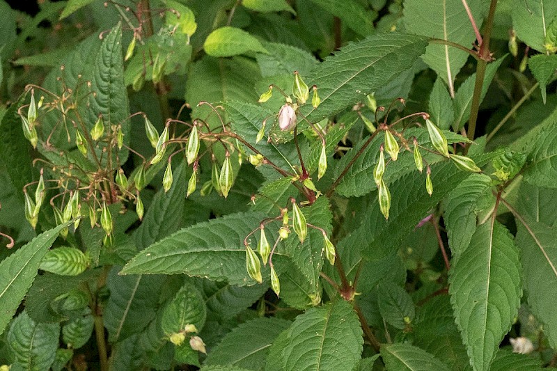 Impatiens glandulifera - © Charles Hipkin