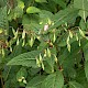 Impatiens glandulifera