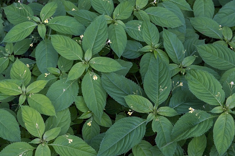 Impatiens parviflora - © Charles Hipkin