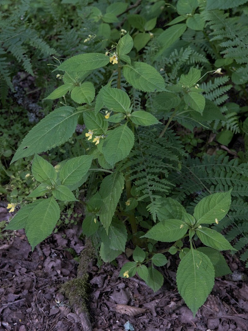 Impatiens parviflora - © Charles Hipkin