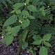 Impatiens parviflora