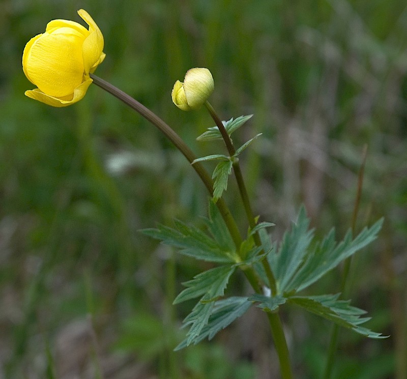 Trollius europaeus - © Charles Hipkin