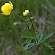 Trollius europaeus