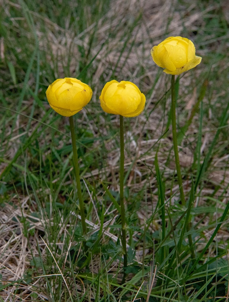 Trollius europaeus - © Charles Hipkin