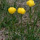 Trollius europaeus