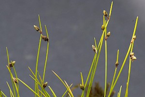 Isolepis setacea Bristle Club-rush