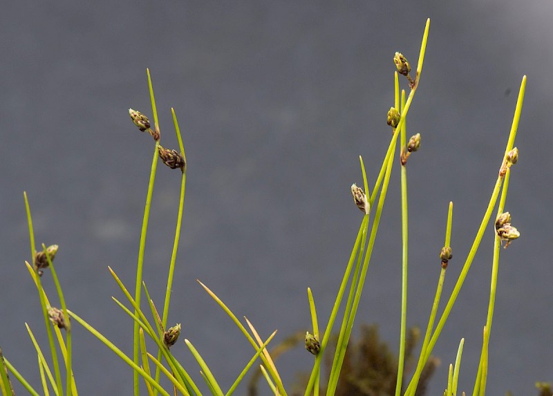 Isolepis setacea - © Charles Hipkin