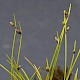 Isolepis setacea