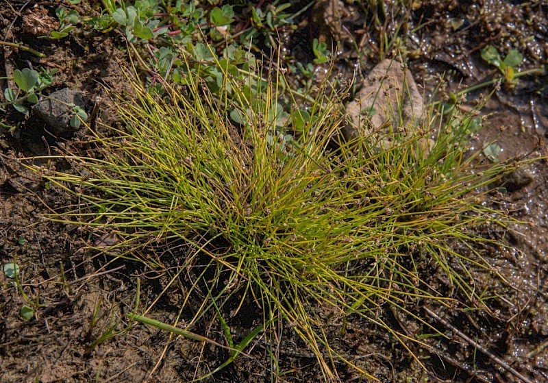 Isolepis setacea - © Charles Hipkin