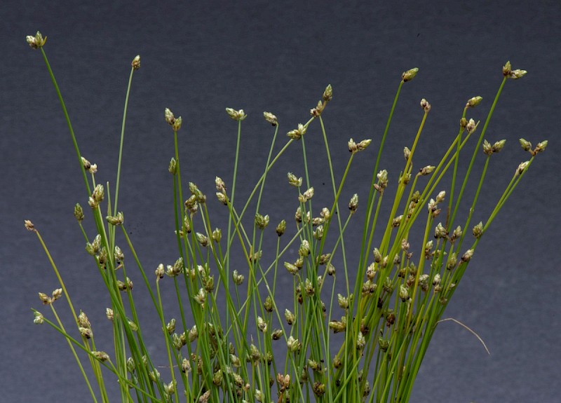 Isolepis cernua - © Charles Hipkin