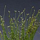 Isolepis cernua