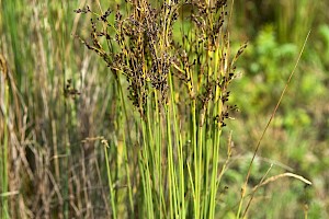 Juncus maritimus Sea Rush