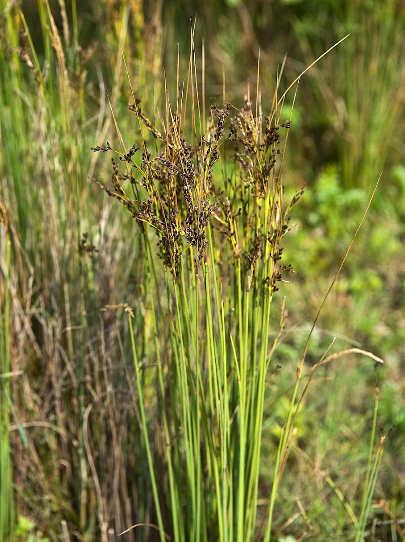 Juncus maritimus - © Charles Hipkin