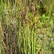 Juncus maritimus